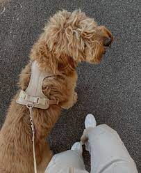 Hundebånd - mørk blå - Dyrekompaniet