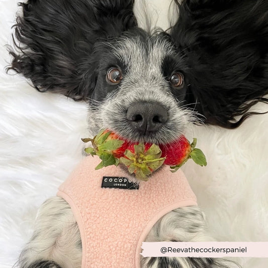 Rosa hundesele i mykt teddystoff