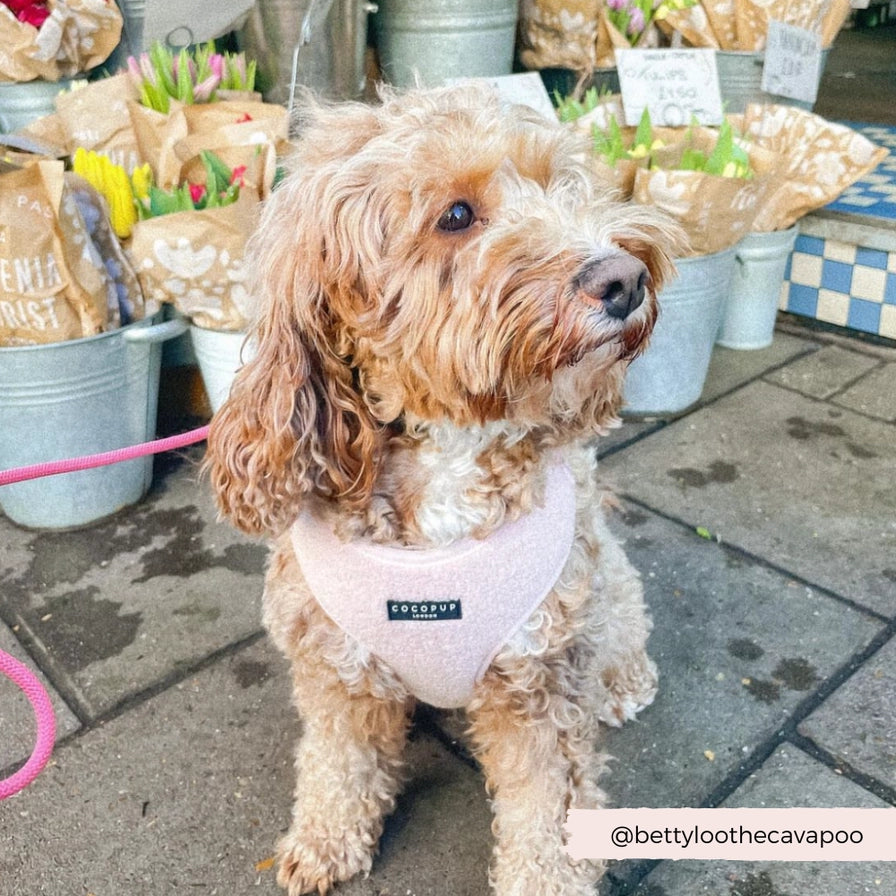 Stilig hundesele som sitter godt 