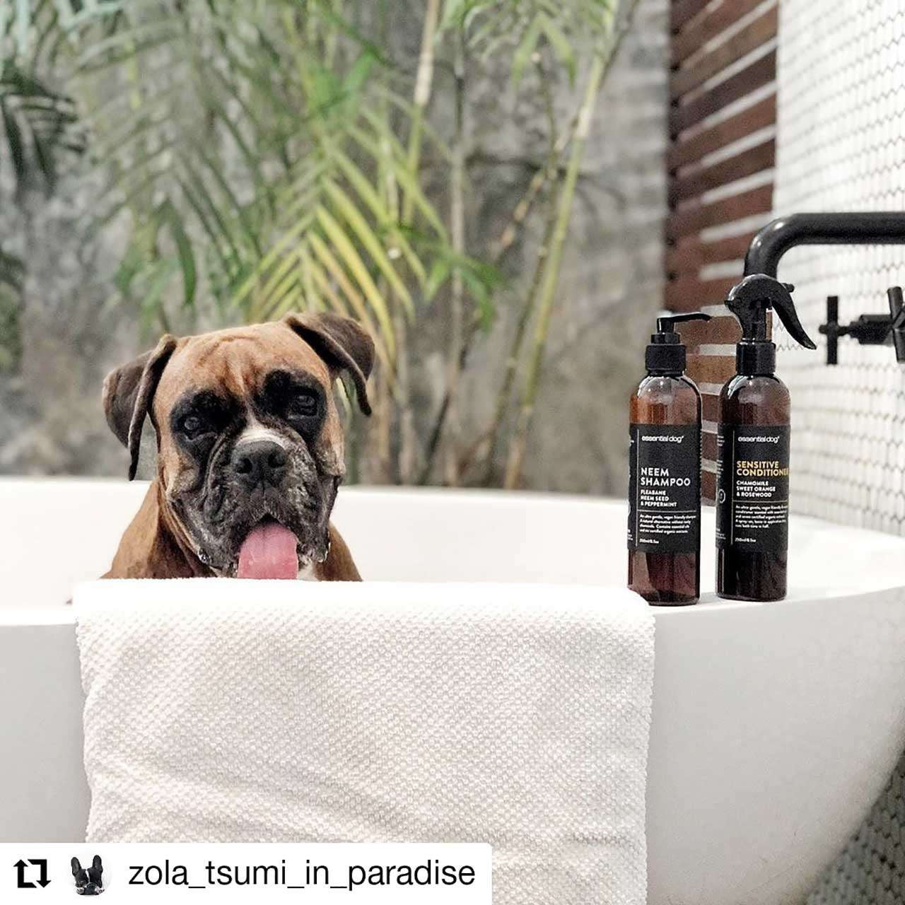 hunden din kommer til å lukte så godt  - Dyrekompaniet