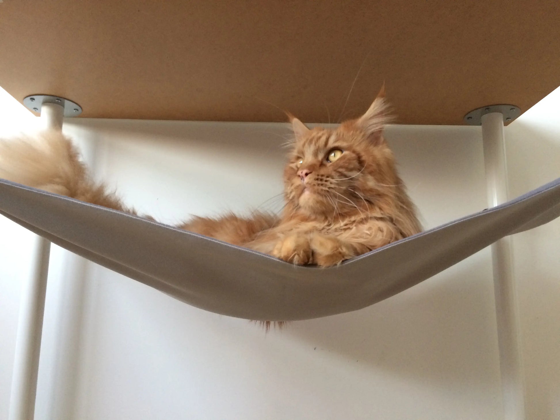 katteseng til stol - Dyrekompaniet