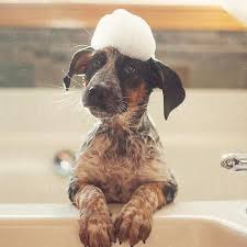 ren og glad hund - Dyrekompaniet