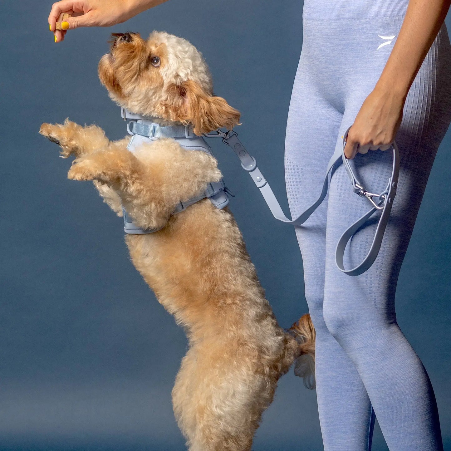 Hundebånd - Lyse blått - Dyrekompaniet