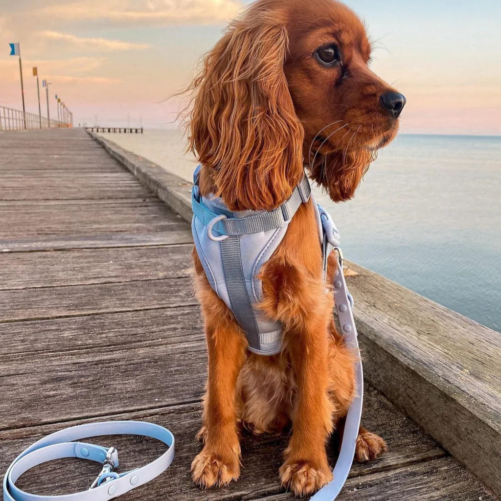 Hundebånd - mørk blå - Dyrekompaniet