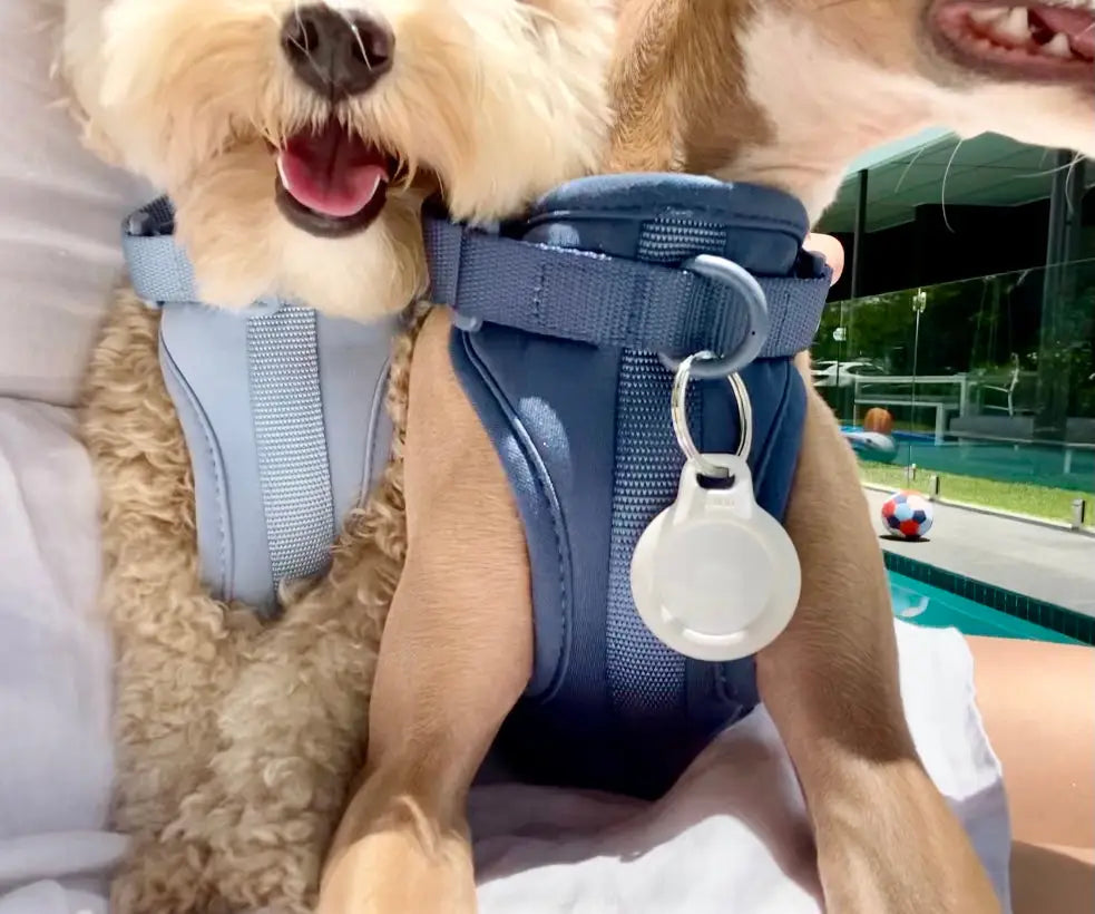 Sele til hund  - mørk blå - Dyrekompaniet