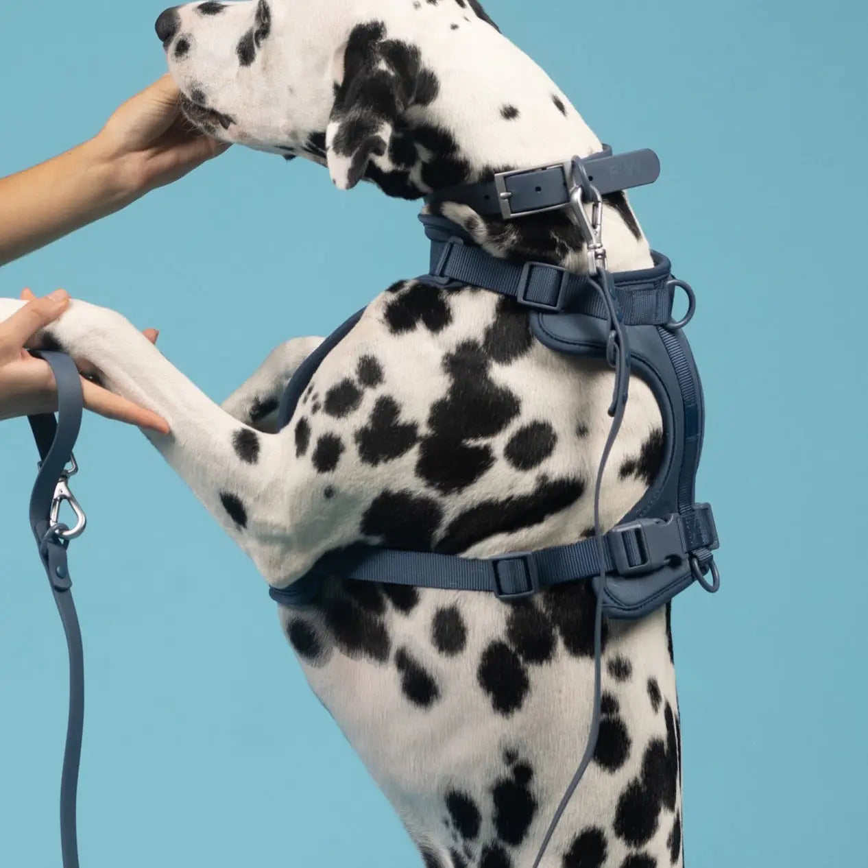 Sele til hund  - mørk blå - Dyrekompaniet