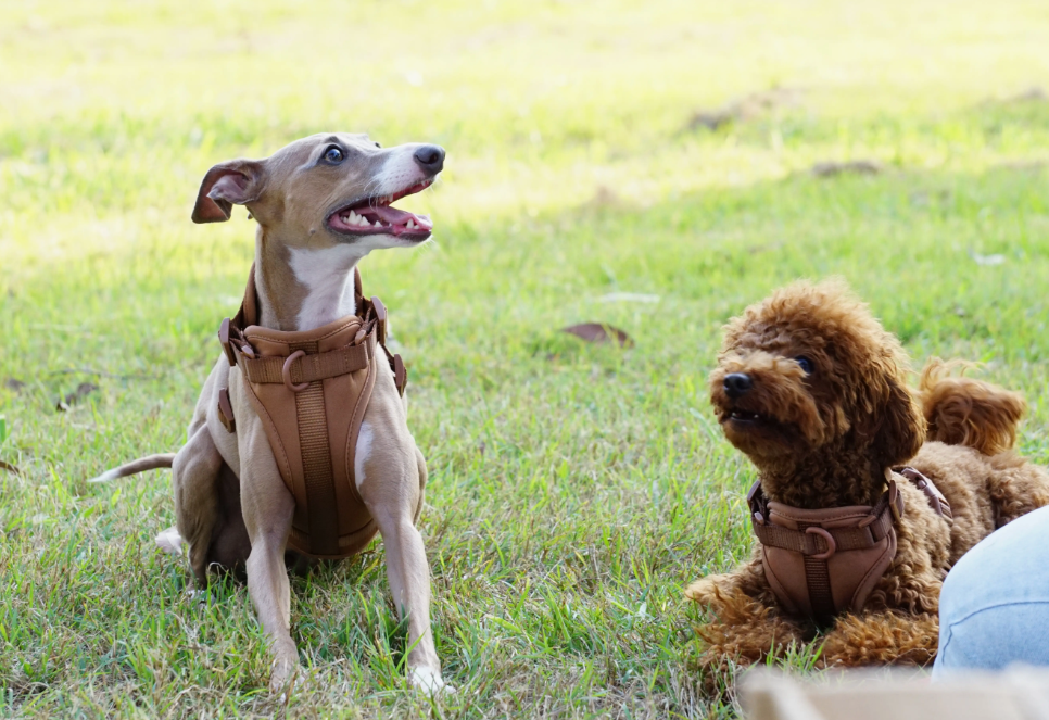 Sele til hund  - brun - Dyrekompaniet