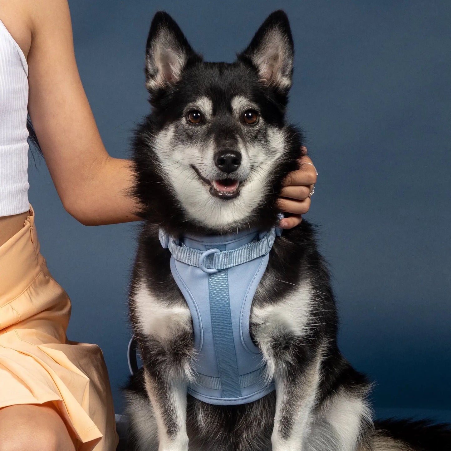 Sele til hund  - brun - Dyrekompaniet