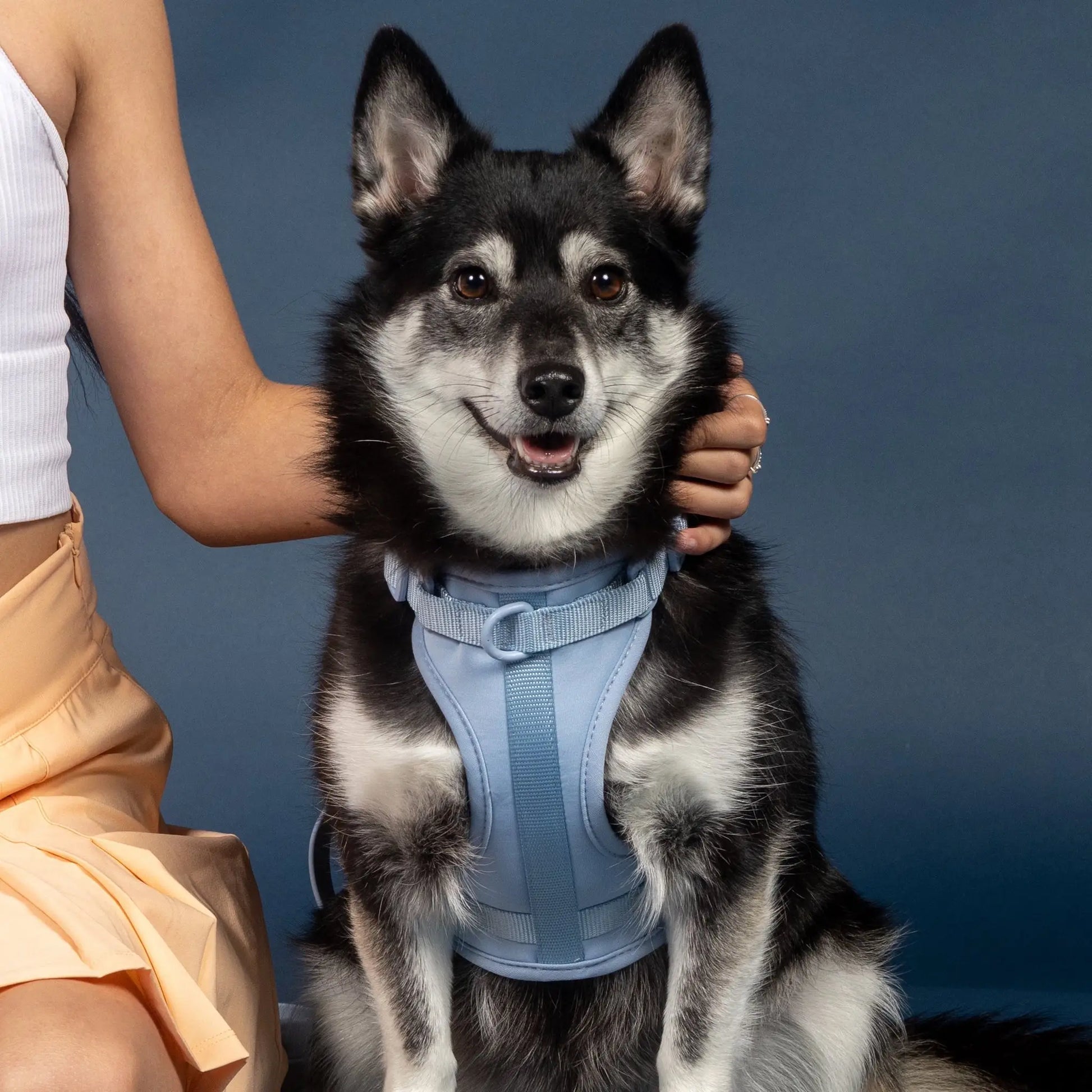 Sele til hund  - brun - Dyrekompaniet