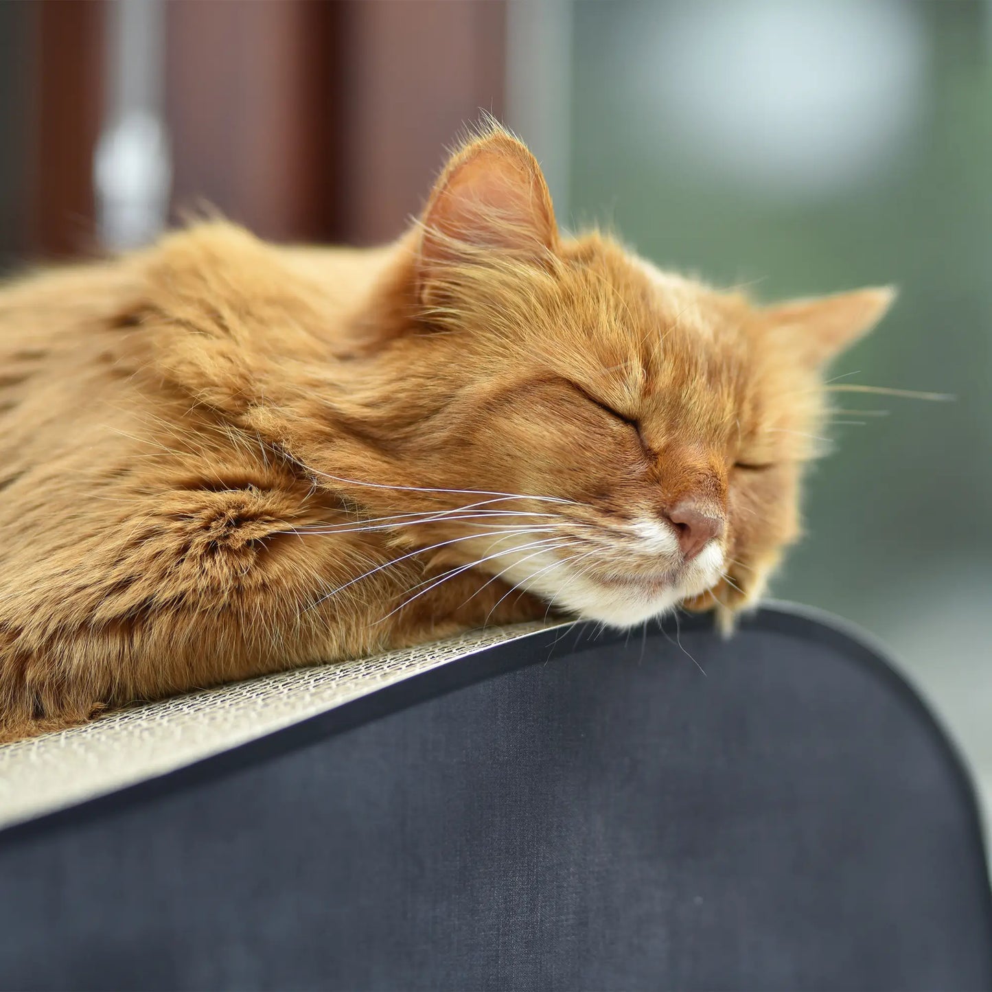 Kloremøbel til katt luksus ormen - Dyrekompaniet