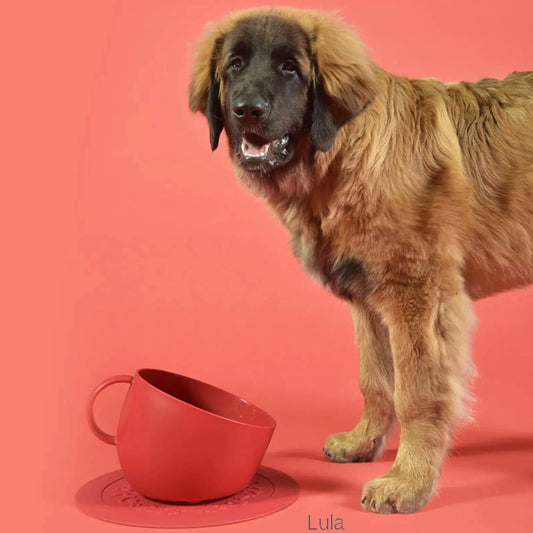 Kopp og skål til hund - rød - Dyrekompaniet