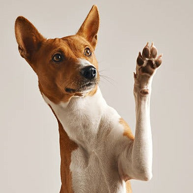 Potevask til hunden - Dyrekompaniet