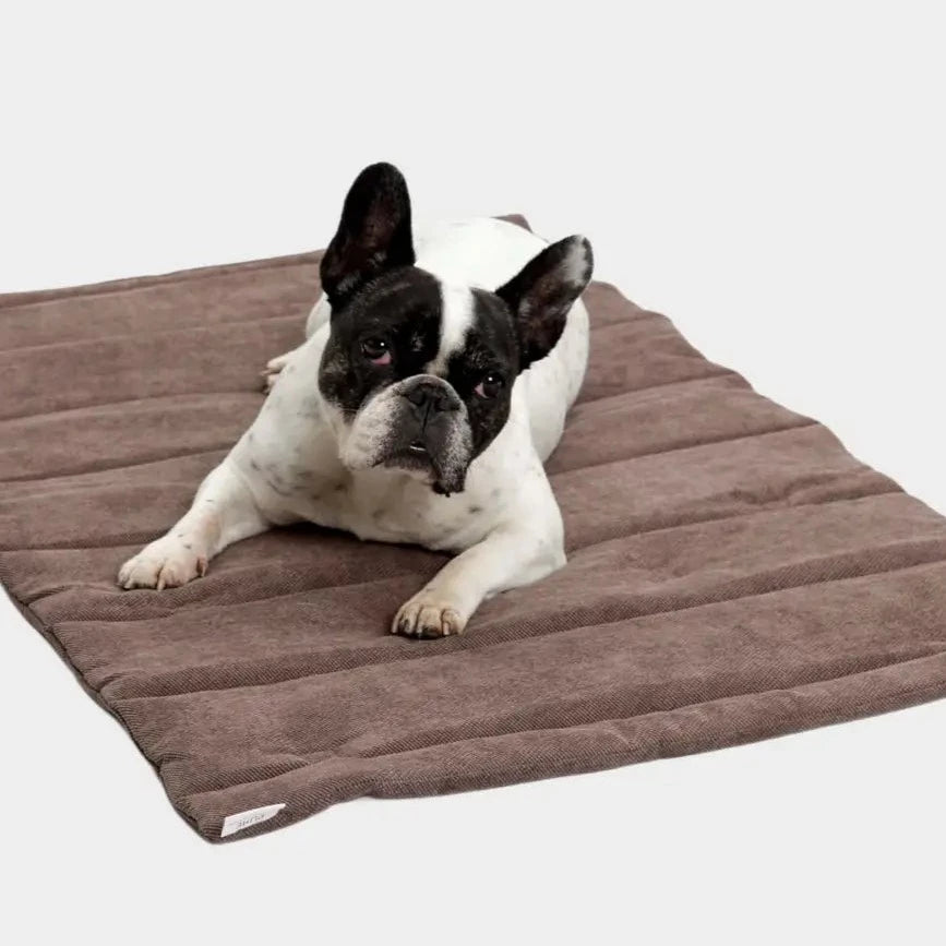 reiseseng til hund - Dyrekompaniet