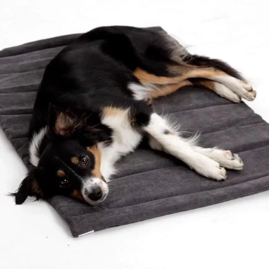 reiseseng hund - Dyrekompaniet