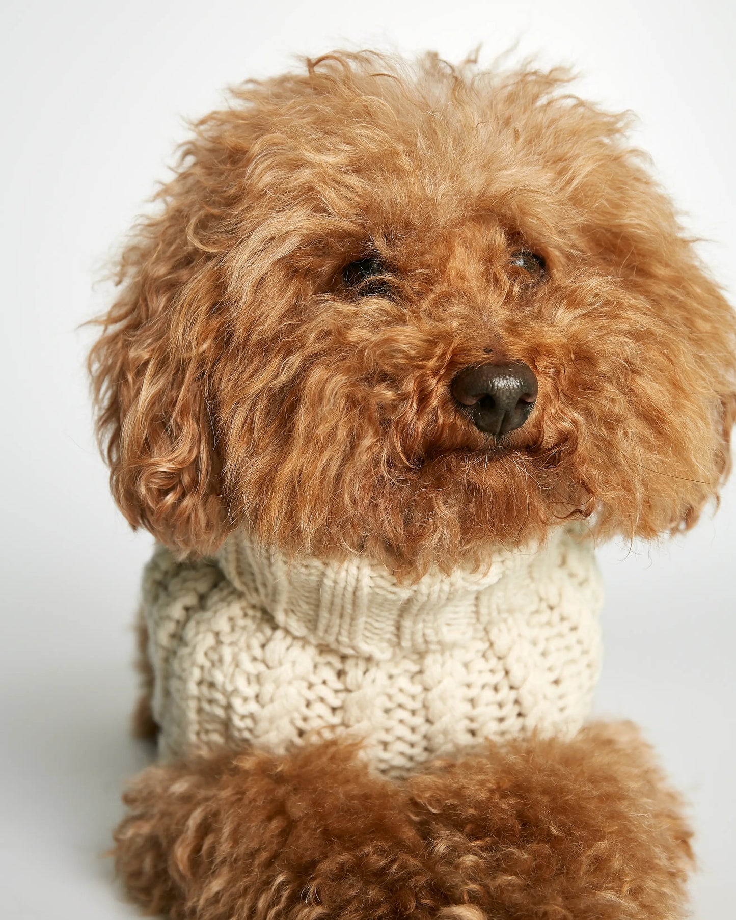 Strikket hundegenser 100% ull - offwhite - Dyrekompaniet